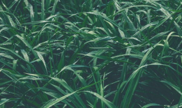 青青青草国产视频,国产视频中的青春记忆与成长轨迹