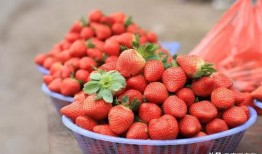 完整国产免费水莓100,免费品尝100份水莓的甜蜜诱惑